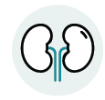 Kidney icon